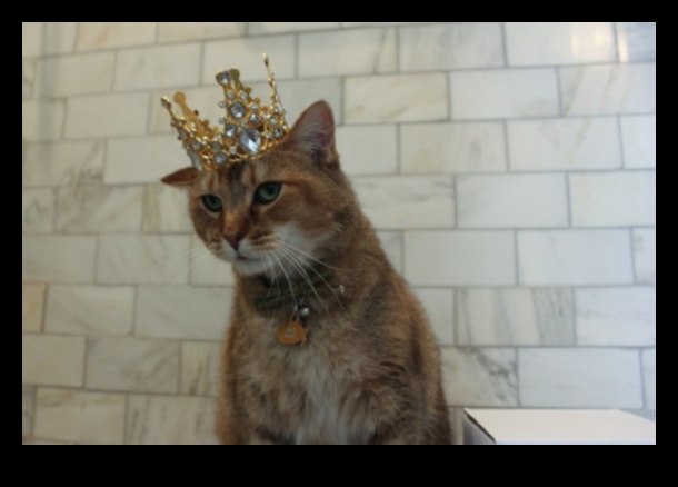 Kaķu kroņa dārgakmeņi: karaliski aksesuāri jūsu karaliskajam kaķim