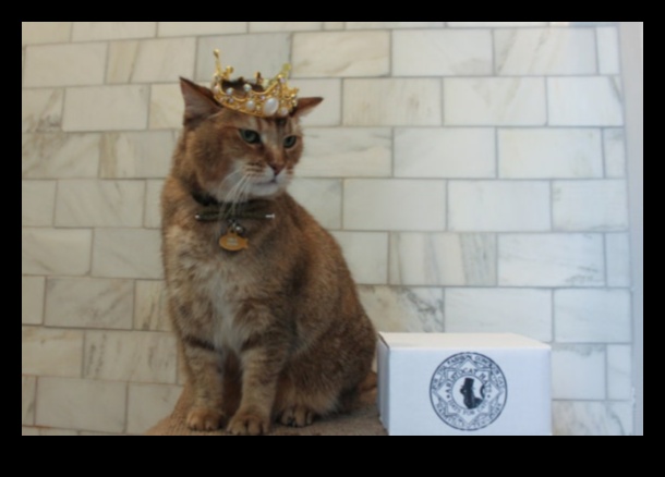 Kaķu kroņa dārgakmeņi: karaliski aksesuāri jūsu karaliskajam kaķim