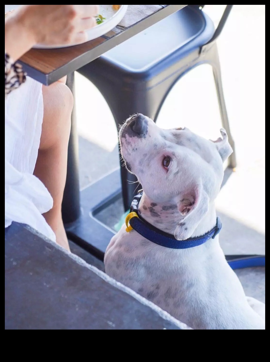 Snout and About: Suņiem draudzīgu kafejnīcu un restorānu izpēte