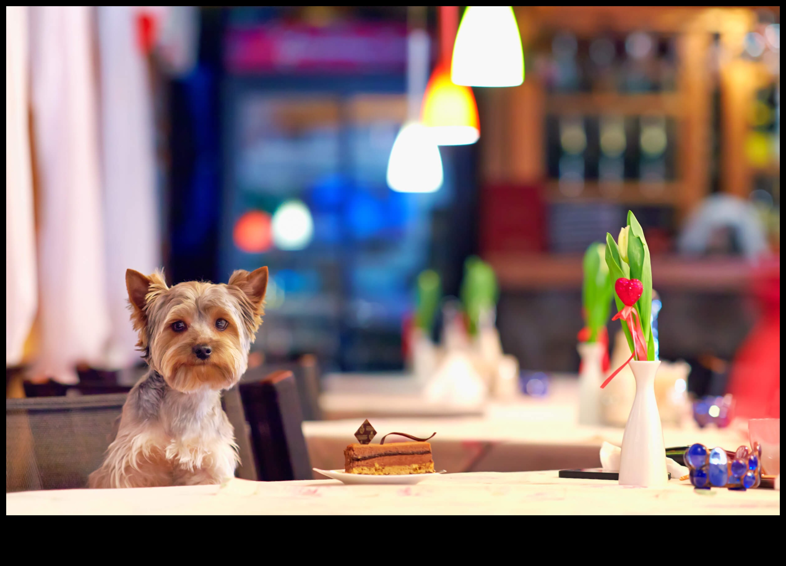 Snout and About: Suņiem draudzīgu kafejnīcu un restorānu izpēte