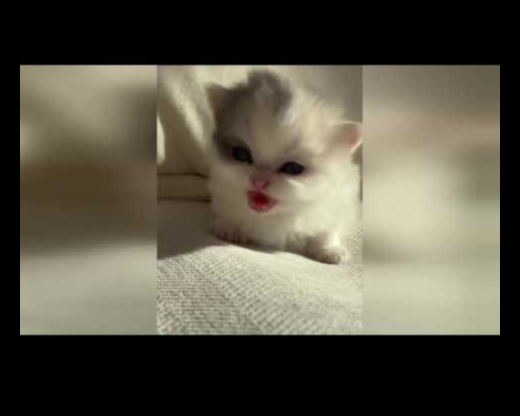 Whisker Wonderland: jautri un jautri jūsu kaķu draugam