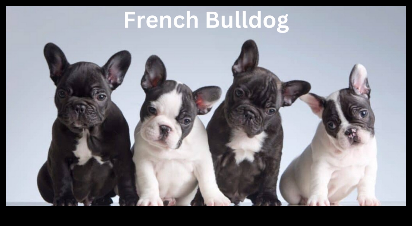 Prieka atraisīšana Visaptveroša suņu kopšanas rokasgrāmata 5 Atbrīvojošs prieks: visaptverošs ceļvedis suņu kopšanai