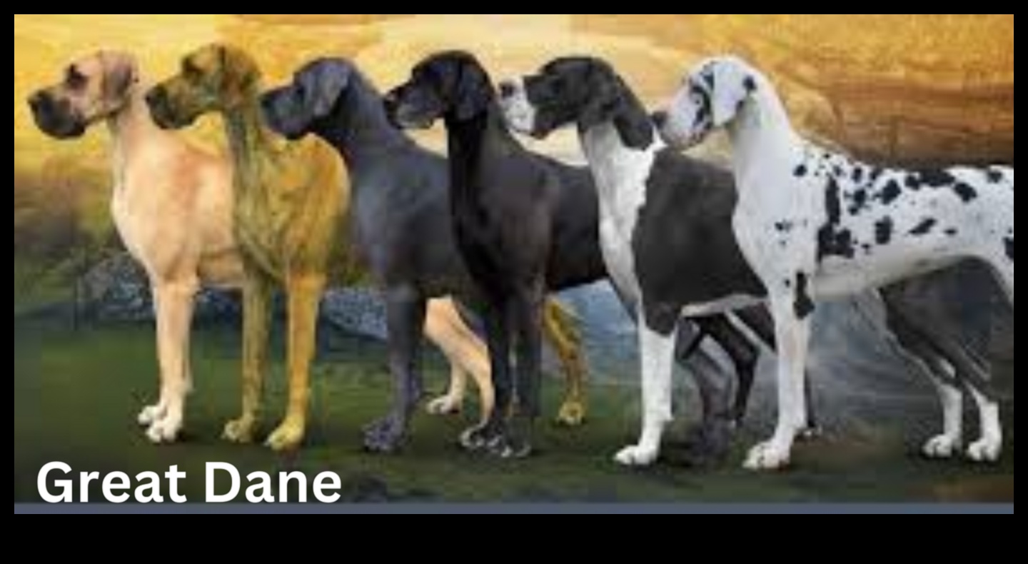 Prieka atraisīšana Visaptveroša suņu kopšanas rokasgrāmata 2 Atbrīvojošs prieks: visaptverošs ceļvedis suņu kopšanai