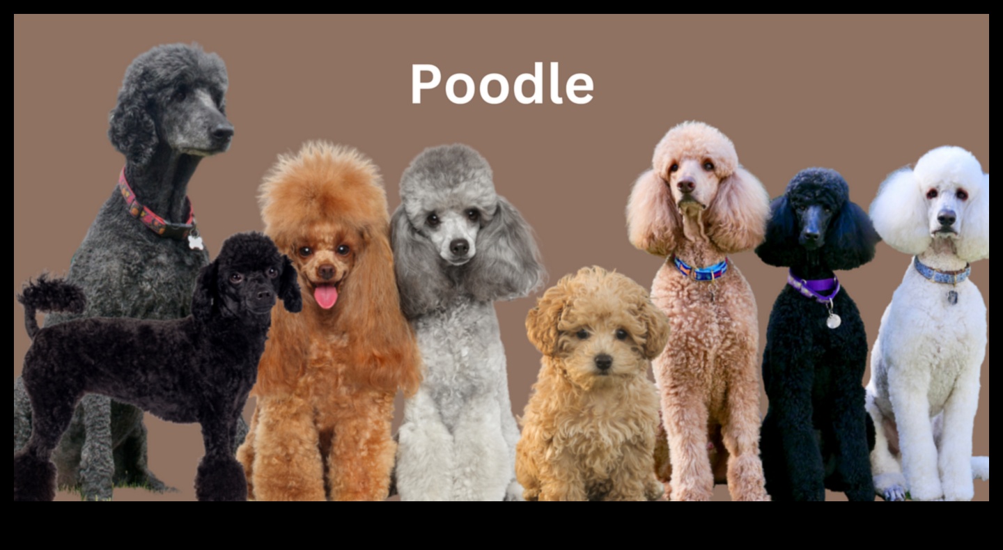 Prieka atraisīšana Visaptveroša suņu kopšanas rokasgrāmata 4 Atbrīvojošs prieks: visaptverošs ceļvedis suņu kopšanai