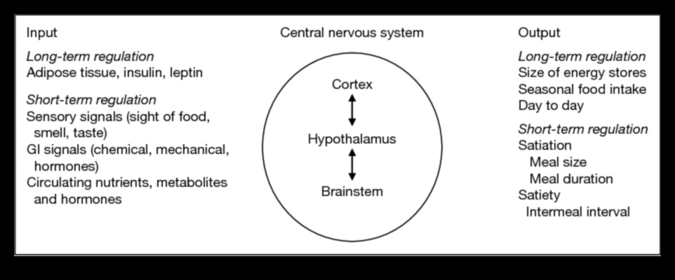 Enerģijas līmeņa uzturēšana: saistība ar ilgtermiņa diētām