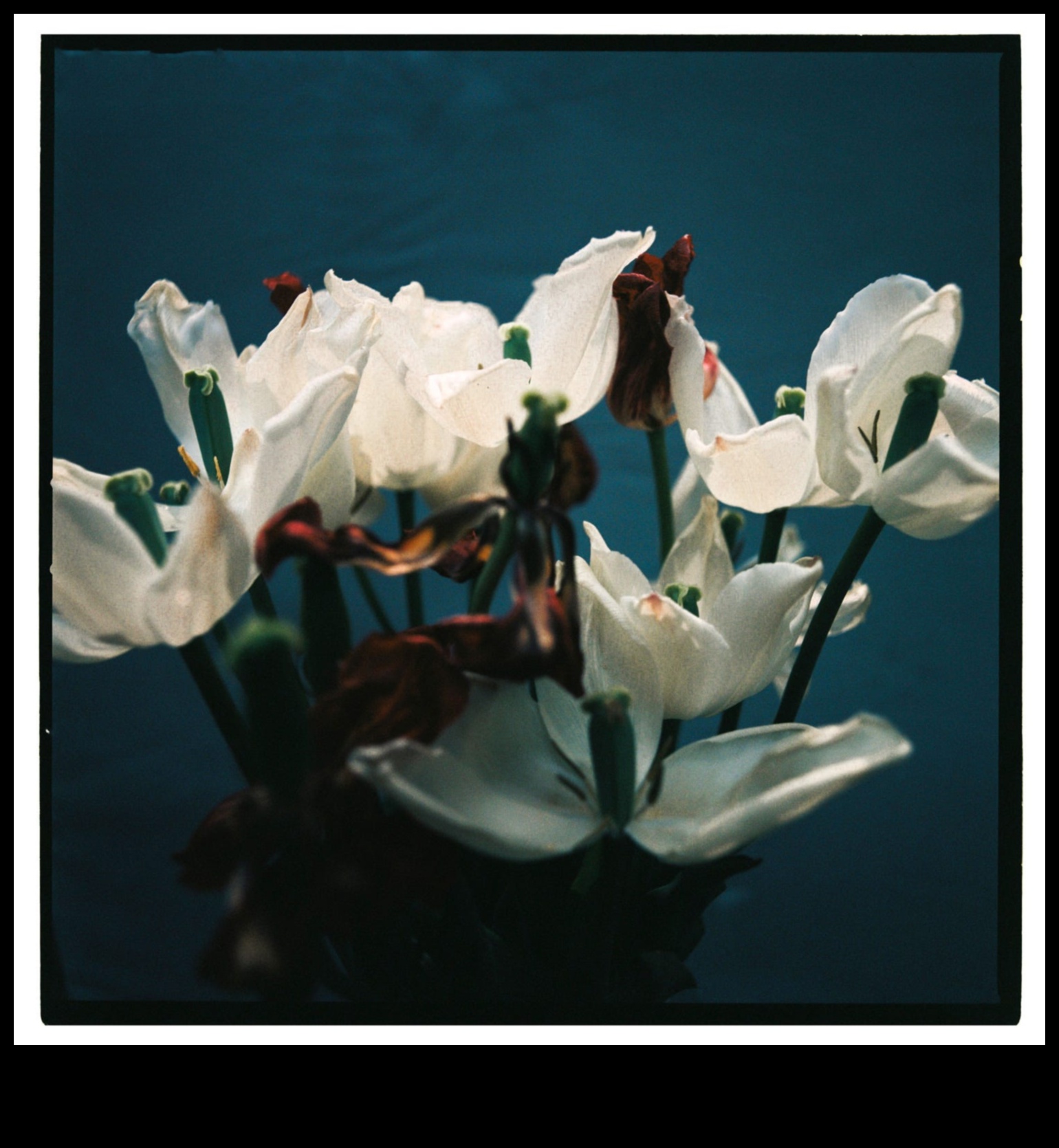 Objektu simfonija: harmonisku klusās dabas kompozīciju radīšana