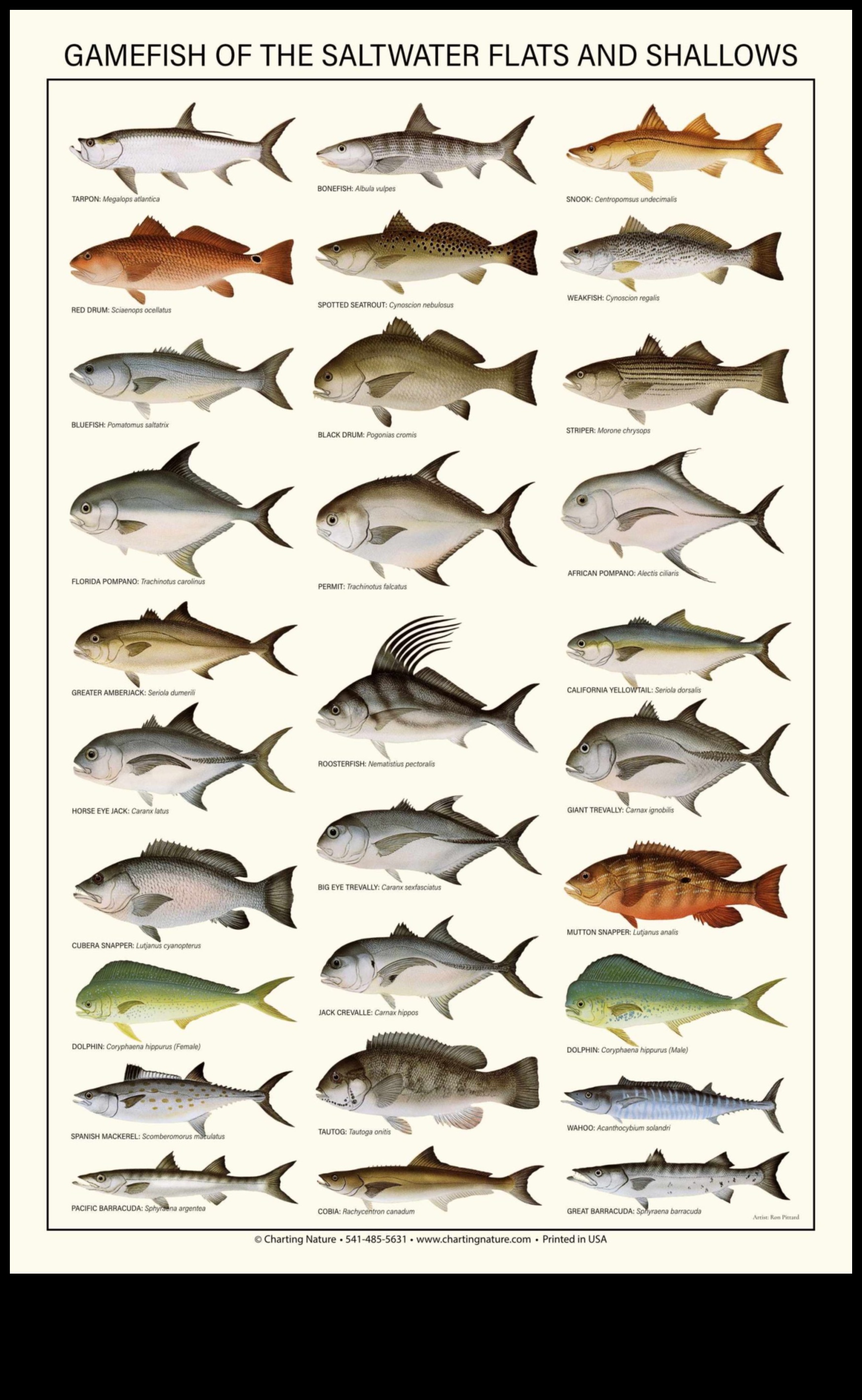 Finned Friends Continued: Zivis ar ievērojamām sociālajām struktūrām