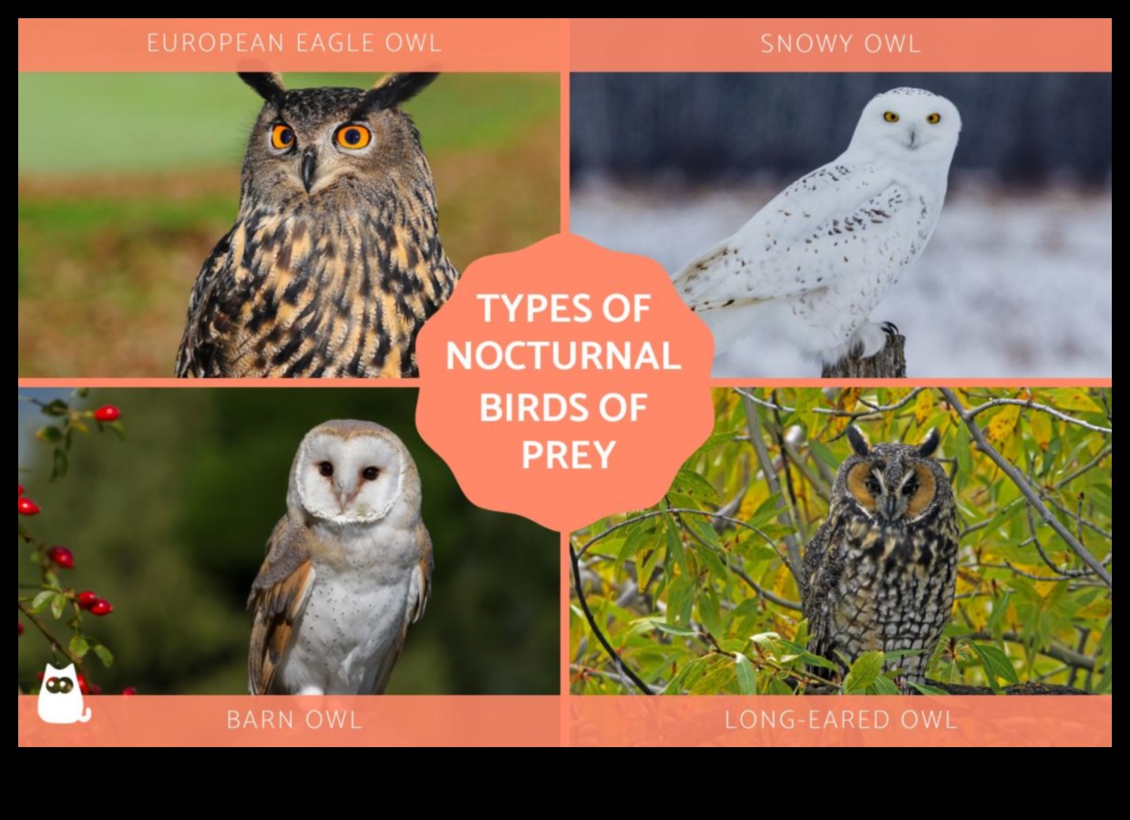 Nakts pūces ceļvedis pūcēm: Izpratne par nakts plēsējiem