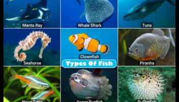 Finned Friends Continued: Zivis ar ievērojamām sociālajām struktūrām