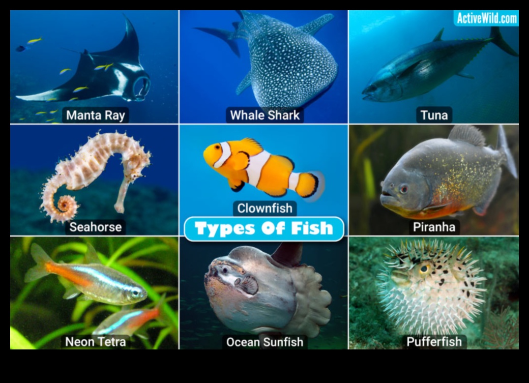 Finned Friends Continued: Zivis ar ievērojamām sociālajām struktūrām