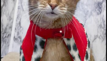 Kaķu kroņa dārgakmeņi: karaliski aksesuāri jūsu karaliskajam kaķim