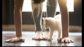 Kitty Joga: Stiepšanās un vingrošanas iekļaušana jūsu kaķa rutīnā