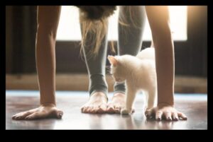 Kitty Joga: Stiepšanās un vingrošanas iekļaušana jūsu kaķa rutīnā