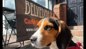 Snout and About: Suņiem draudzīgu kafejnīcu un restorānu izpēte