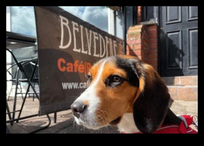 Snout and About: Suņiem draudzīgu kafejnīcu un restorānu izpēte