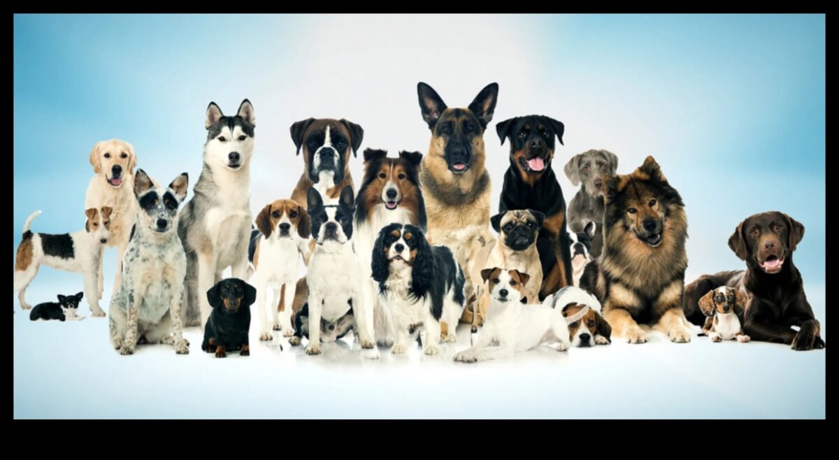 Atbrīvojošs prieks: visaptverošs ceļvedis suņu kopšanai