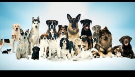 Atbrīvojošs prieks: visaptverošs ceļvedis suņu kopšanai