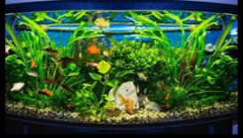 Zivju tvertņu izsmalcinātība Turpinājums: piešķiriet akvārijam vairāk elegances